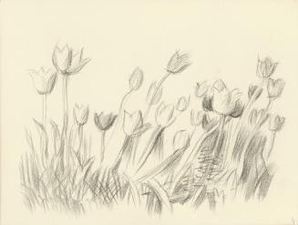 Alfred Wickenburg, Tulpenfeld, 1938/1942, Bleistift auf Papier, Blattmaße: 13 × 17 cm, Belveder ...