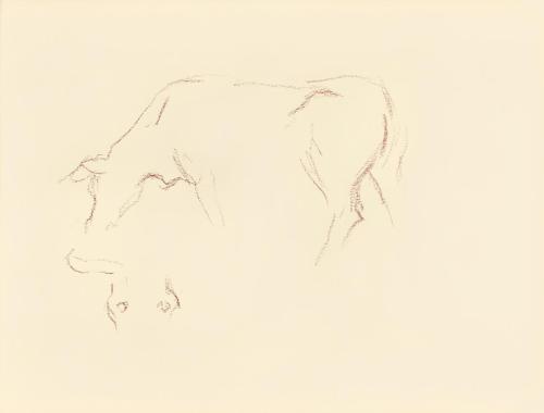Alfred Wickenburg, Studien zu einer Kuh, 1950, Umbrastift auf Papier, Blattmaße: 21 × 28 cm, Le ...