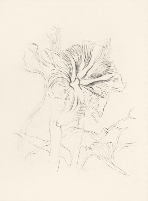 Alfred Wickenburg, Amaryllis, um 1960, Bleistift auf Papier, Blattmaße: 32,9 × 24,2 cm, Privatb ...