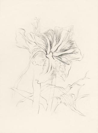 Alfred Wickenburg, Amaryllis, um 1960, Bleistift auf Papier, Blattmaße: 32,9 × 24,2 cm, Privatb ...