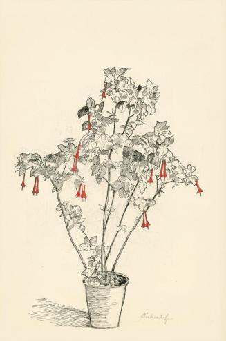 Alfred Wickenburg, Fuchsien in einem Blumentopf, 1902, Tusche und Aquarell über Bleistift auf P ...