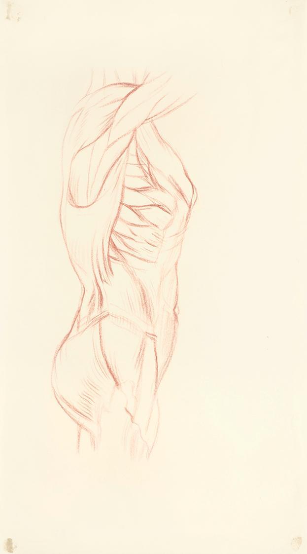 Alfred Wickenburg, Männliche Anatomiestudie, um 1942, Rötel auf Papier, Blattmaße: 37,7 x 20,8  ...