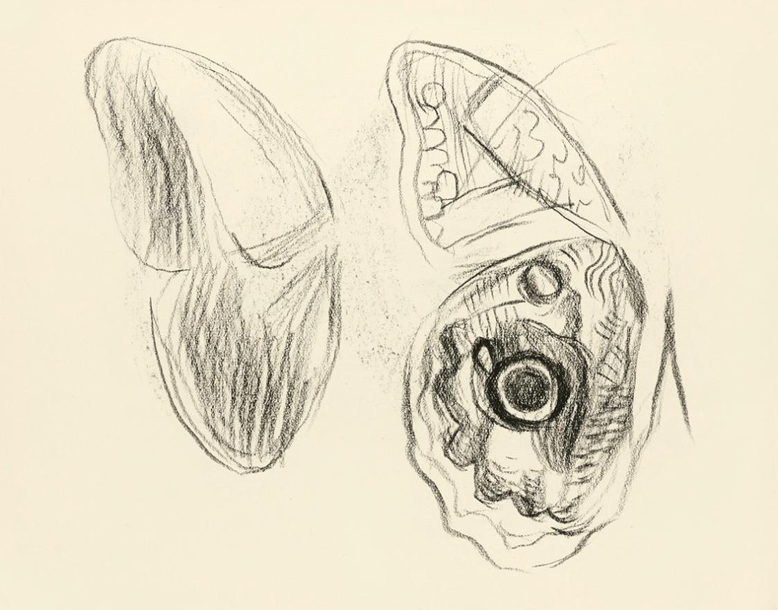 Alfred Wickenburg, Studie zu Schmetterlingsflügel, um 1945, Kohle auf Papier, Blattmaße: 14,8 × ...