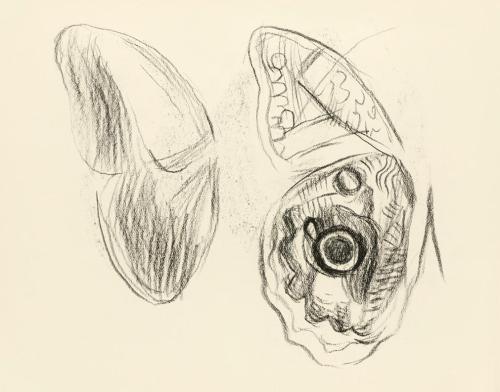 Alfred Wickenburg, Studie zu Schmetterlingsflügel, um 1945, Kohle auf Papier, Blattmaße: 14,8 × ...