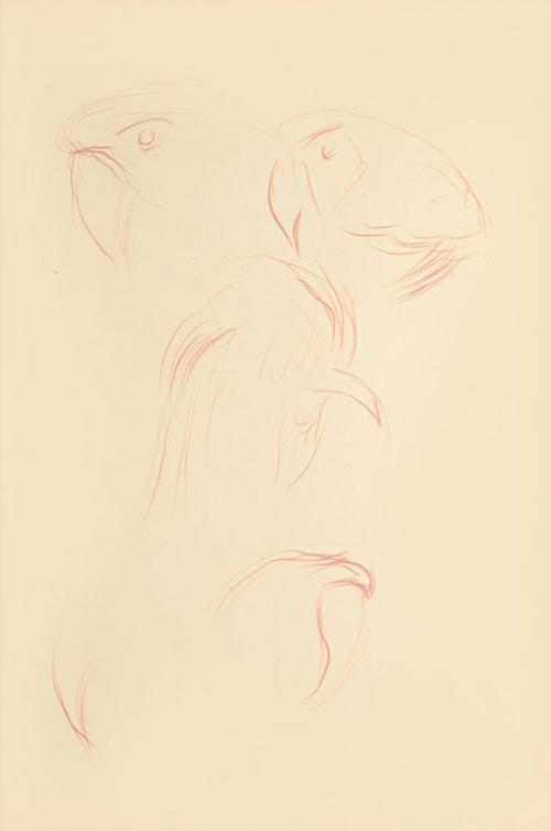 Alfred Wickenburg, Studien zu einem Papagei, 1942, Rötel auf Papier, Blattmaße: 29,7 × 20,9 cm, ...