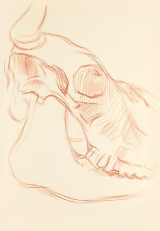 Alfred Wickenburg, Detail eines Tierschädels, 1938, Rötel auf Transparentpapier, Blattmaße: 30  ...
