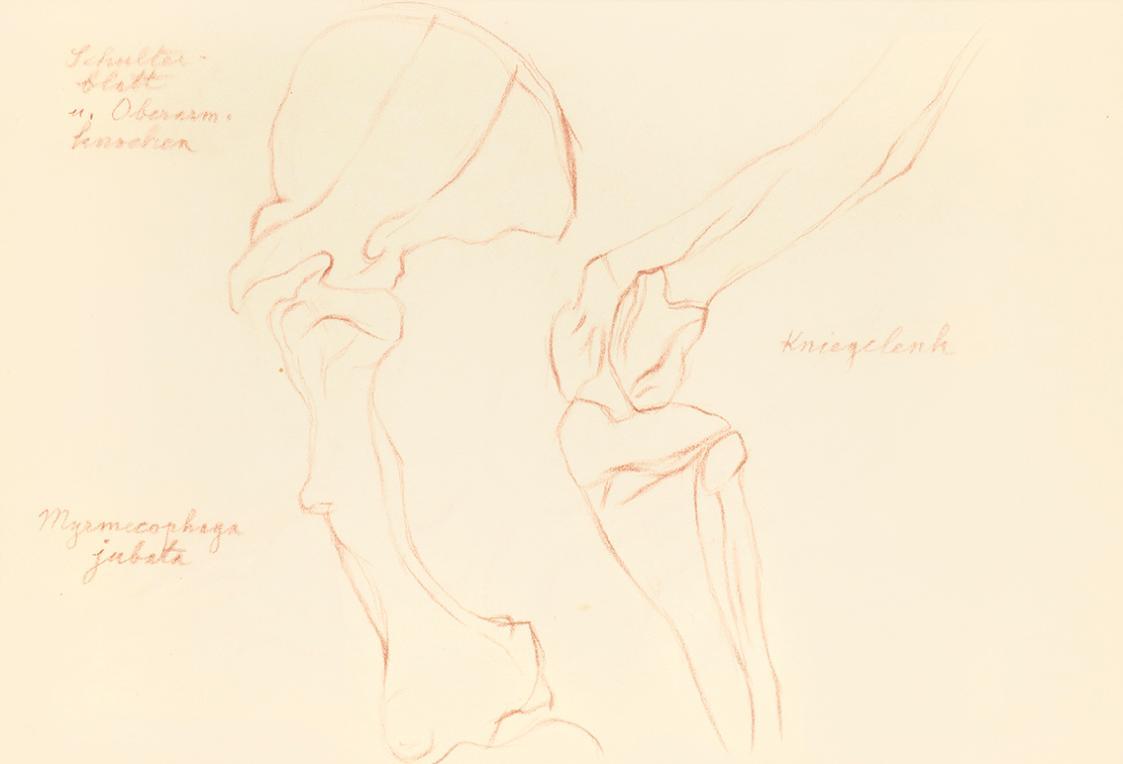 Alfred Wickenburg, Anatomiestudie mit Notizen, 1939, Rötel auf Transparentpapier, Blattmaße: 21 ...