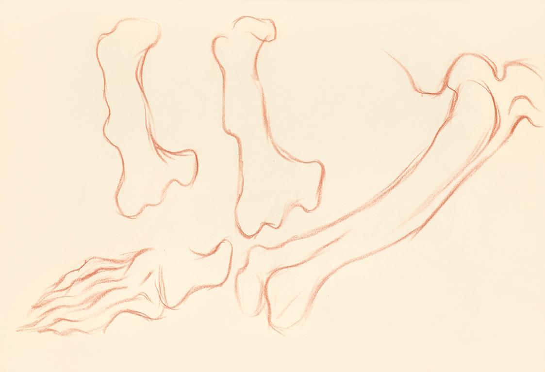 Alfred Wickenburg, Studie zu Knochen, 1939, Rötel auf Transparentpapier, Blattmaße: 21 × 30 cm, ...