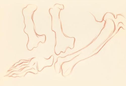 Alfred Wickenburg, Studie zu Knochen, 1939, Rötel auf Transparentpapier, Blattmaße: 21 × 30 cm, ...