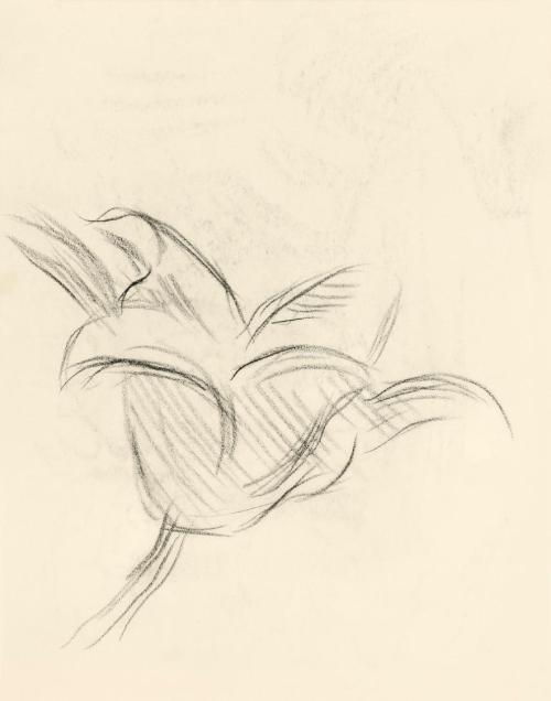 Alfred Wickenburg, Studie einer Blüte, um 1950, Kohle auf Transparentpapier, Blattmaße: 19 × 15 ...