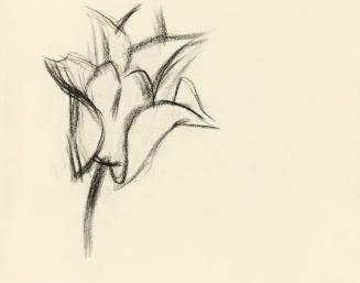 Alfred Wickenburg, Studien einer Blüte, um 1950, Kohle auf Transparentpapier, Blattmaße: 15 × 1 ...