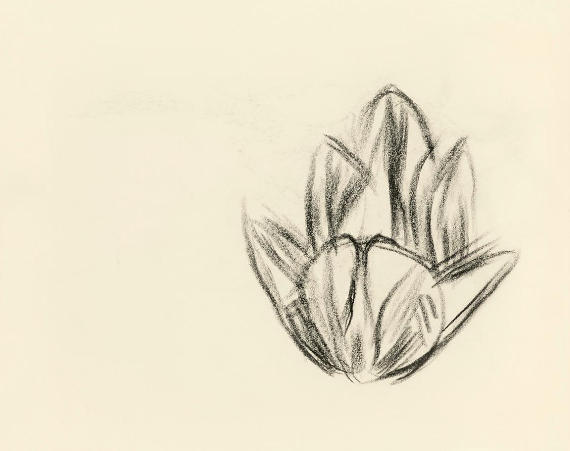 Alfred Wickenburg, Studien einer Blüte, um 1950, Kohle auf Transparentpapier, Blattmaße: 15 × 1 ...