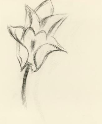 Alfred Wickenburg, Studien einer Blüte, um 1950, Kohle auf Transparentpapier, Blattmaße: 19 × 1 ...