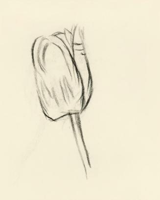 Alfred Wickenburg, Studien einer Tulpe, um 1950, Kohle auf Transparentpapier, Blattmaße: 19 × 1 ...