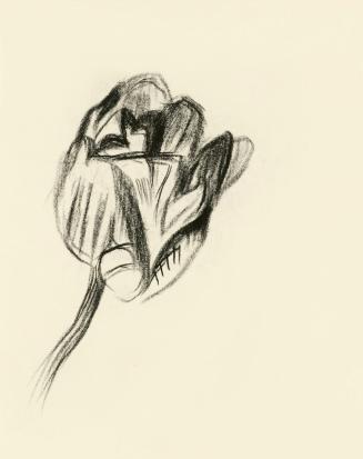 Alfred Wickenburg, Studien einer Tulpe, um 1950, Kohle auf Transparentpapier, Blattmaße: 19 × 1 ...