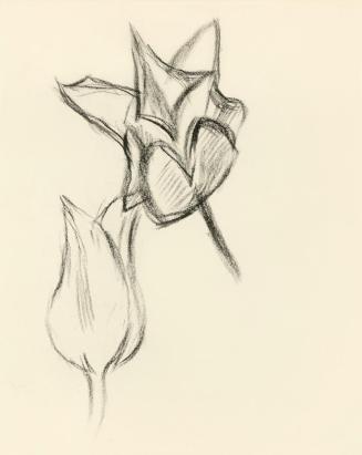Alfred Wickenburg, Zwei Blüten, um 1950, Kohle auf Transparentpapier, Blattmaße: 19 × 15 cm, Le ...