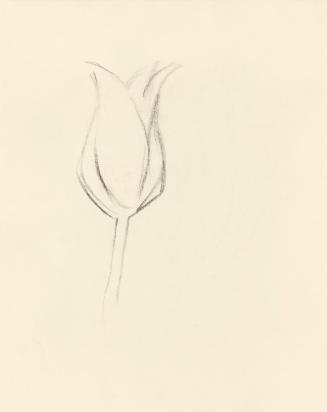 Alfred Wickenburg, Studie einer Blüte, um 1950, Kohle auf Transparentpapier, Blattmaße: 19 × 15 ...