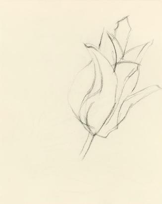 Alfred Wickenburg, Studie einer Blüte, um 1950, Kohle auf Transparentpapier, Blattmaße: 19 × 15 ...