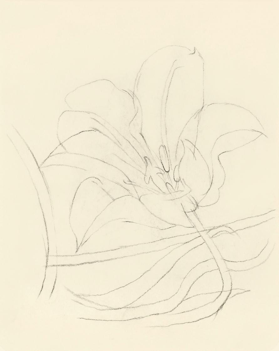 Alfred Wickenburg, Studie einer Blüte, um 1950, Kohle auf Transparentpapier, Blattmaße: 19 × 15 ...