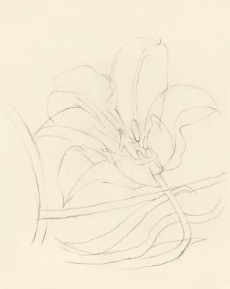 Alfred Wickenburg, Studie einer Blüte, um 1950, Kohle auf Transparentpapier, Blattmaße: 19 × 15 ...