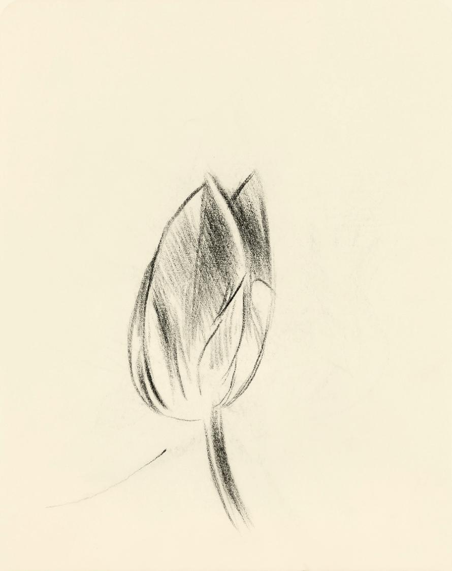 Alfred Wickenburg, Studie einer Blüte, um 1950, Kohle auf Transparentpapier, Blattmaße: 19 × 15 ...