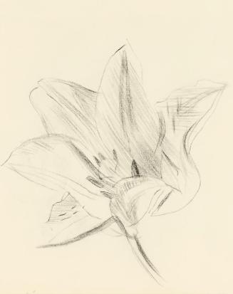 Alfred Wickenburg, Studie einer Blüte, um 1950, Kohle auf Transparentpapier, Blattmaße: 19 × 15 ...