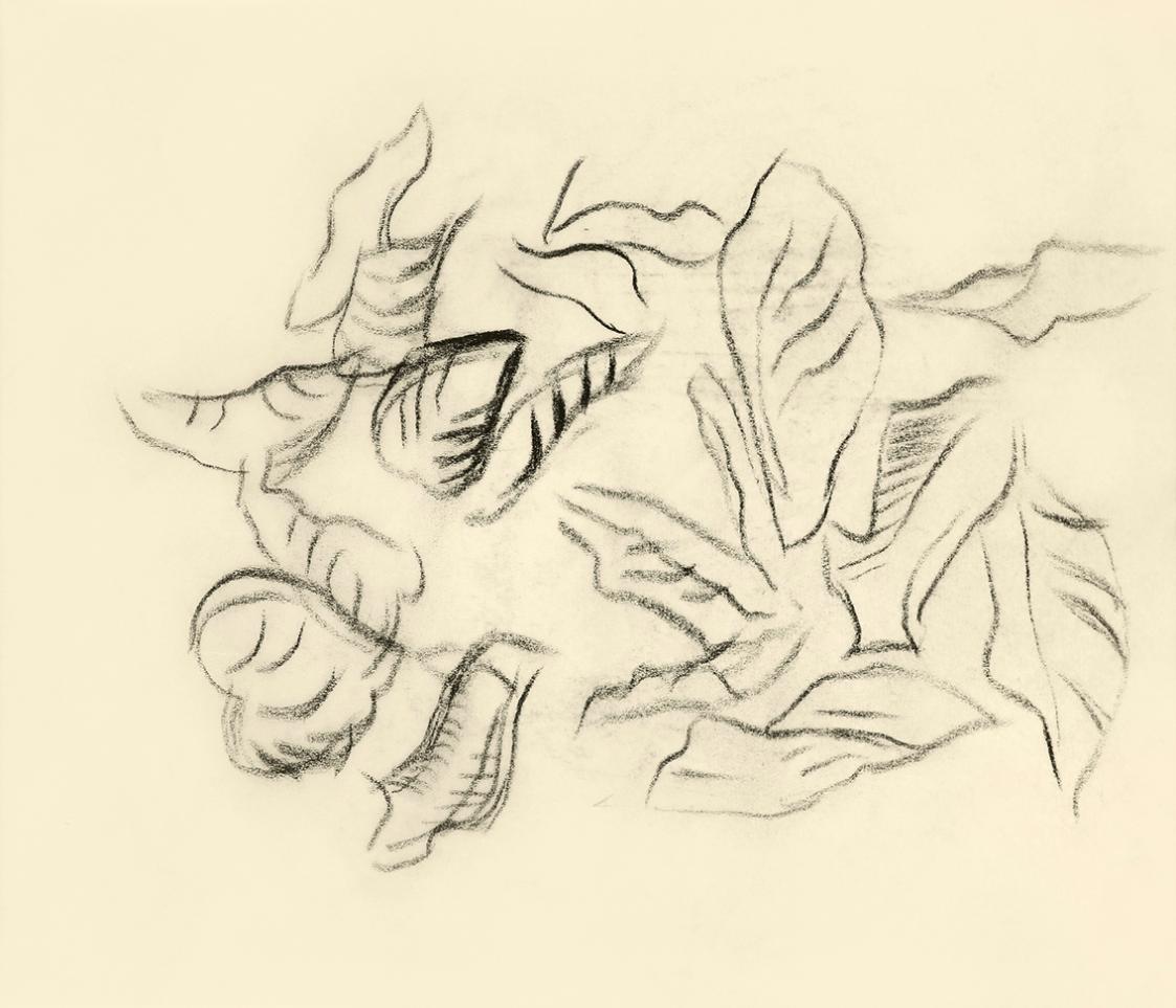 Alfred Wickenburg, Blätter, 1949, Kohle auf Transparentpapier, Blattmaße: 15 × 19,2 cm, Leihgab ...