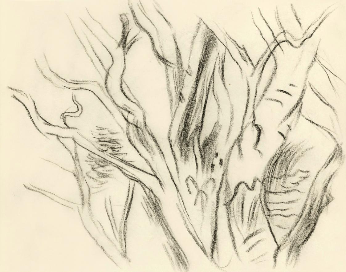 Alfred Wickenburg, Verzweigtes Geäst, 1949, Kohle auf Transparentpapier, Blattmaße: 15 × 19,2 c ...