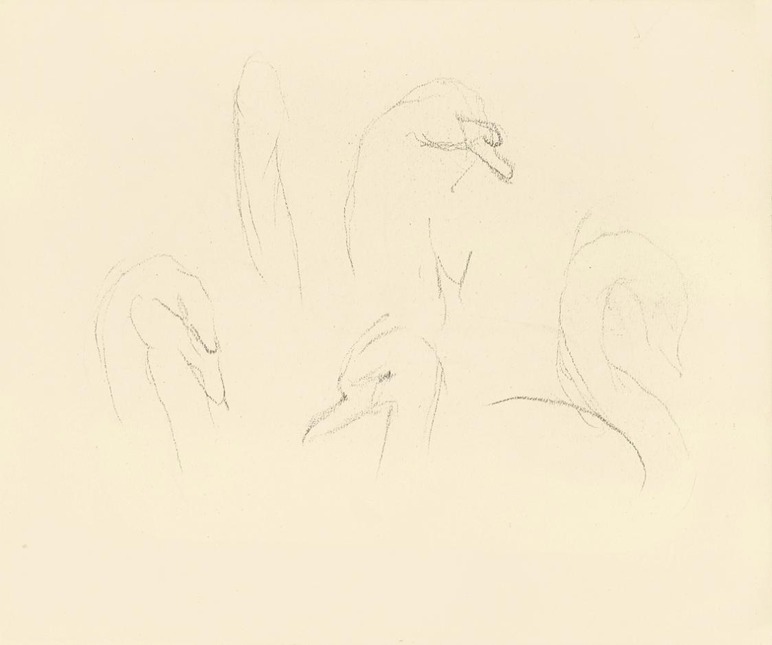 Alfred Wickenburg, Studien zum Kopf eines Schwans, 1938, Bleistift auf Papier, Blattmaße: 19 ×  ...