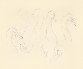 Alfred Wickenburg, Studien zu einem Schwan, 1938, Bleistift auf Papier, Blattmaße: 19 × 23 cm,  ...