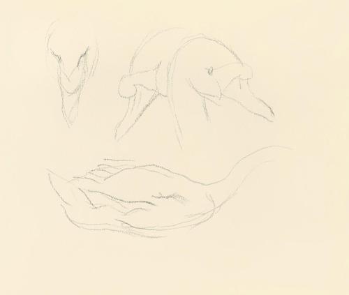 Alfred Wickenburg, Studien zu einem Schwan, 1938, Bleistift auf Papier, Blattmaße: 19 × 23 cm,  ...