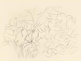 Alfred Wickenburg, Blumen und Blätter, 1950, Kohle auf Papier, Blattmaße: 21 × 28 cm, Leihgabe  ...