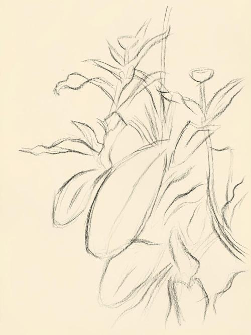 Alfred Wickenburg, Blumen und Blätter, 1950, Kohle auf Papier, Blattmaße: 28 × 21 cm, Leihgabe  ...