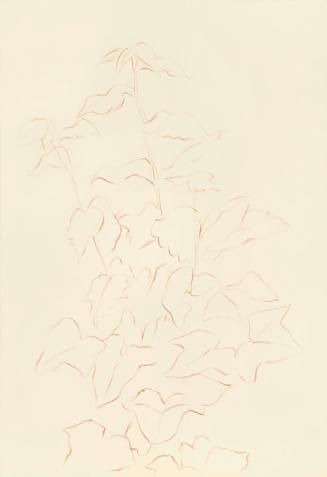 Alfred Wickenburg, Blätter einer Pflanze, 1942, Rötel auf Papier, Blattmaße: 29,9 × 20,7 cm, Le ...