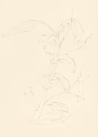 Alfred Wickenburg, Studie einer Lilie mit Blättern und Knospen, 1945/1955, Bleistift auf Papier ...