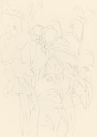 Alfred Wickenburg, Lilien, 1945/1955, Bleistift auf Papier, Blattmaße: 32,4 × 22,6 cm, Leihgabe ...