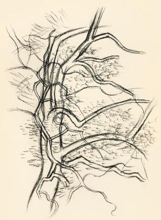 Alfred Wickenburg, Baumstudie, um 1950, Kohle auf Papier, Blattmaße: 29,1 × 21 cm, Leihgabe aus ...