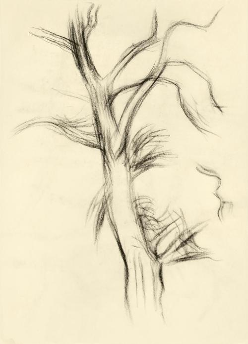 Alfred Wickenburg, Baum, um 1950, Schwarze Kreide auf Transparentpapier, Blattmaße: 20,7 × 14,8 ...