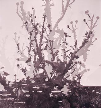 Otto Rudolf Schatz, Distel, 1942, Filmnegativ, 32,7 × 25 cm, Privatbesitz