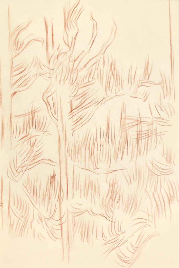 Alfred Wickenburg, Waldlandschaft, 1960/1966, Rötel auf Papier, Blattmaße: 41,5 × 29,7 cm, Priv ...