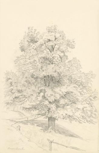 Alfred Wickenburg, Baum in einer Landschaft, 1902, Bleistift auf Papier, Blattmaße: 34 × 22,5 c ...