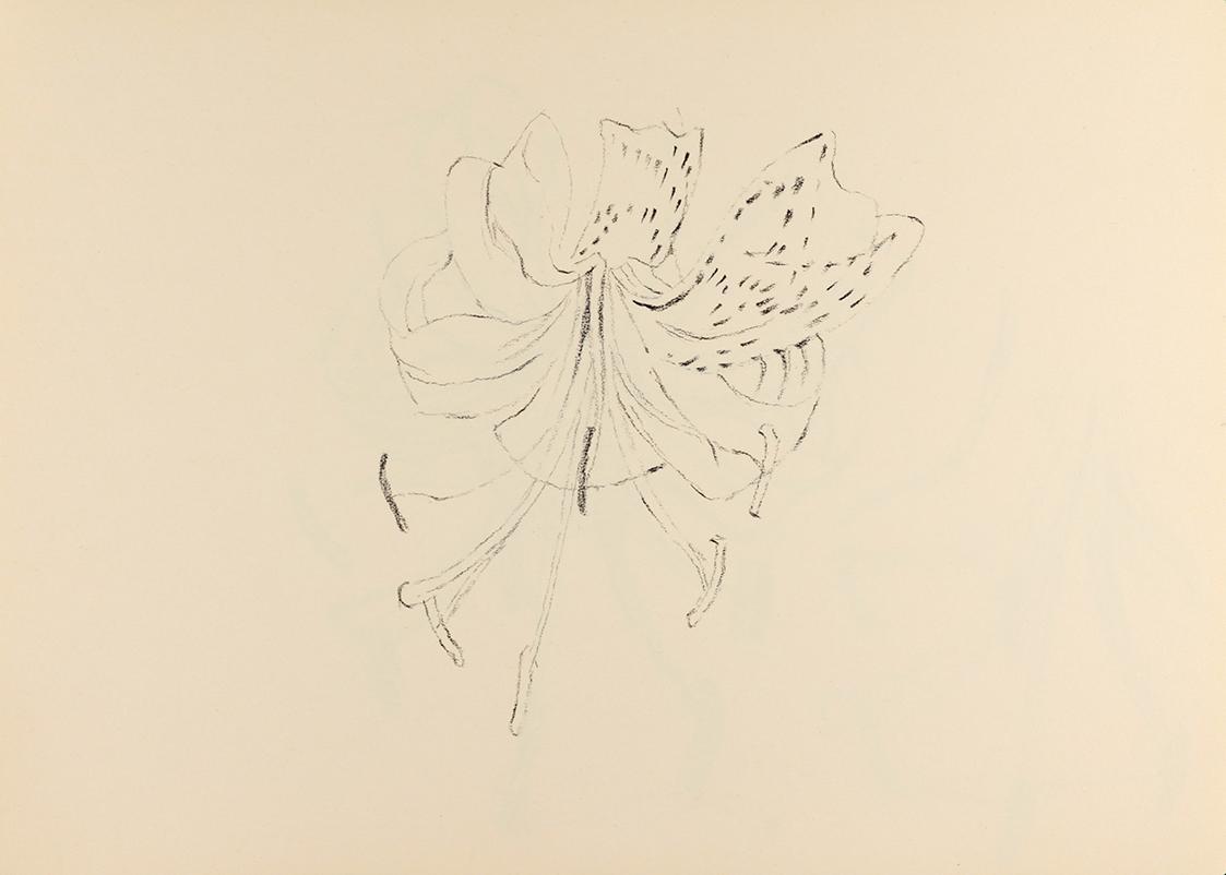 Alfred Wickenburg, Studie einer Lilie, um 1950, Kohle auf Papier, Blattmaße: 21 × 29,5 cm, Priv ...