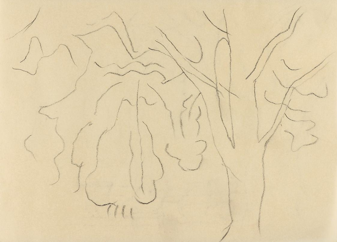 Alfred Wickenburg, Baumstudie, um 1960, Kohle auf Papier, Blattmaße: 14,8 × 20,5 cm, Privatbesi ...