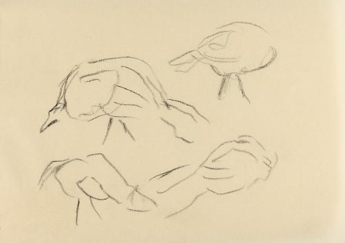 Alfred Wickenburg, Studien zu Vogelköpfen, um 1960, Kohle auf Papier, Blattmaße: 14,8 × 20,5 cm ...