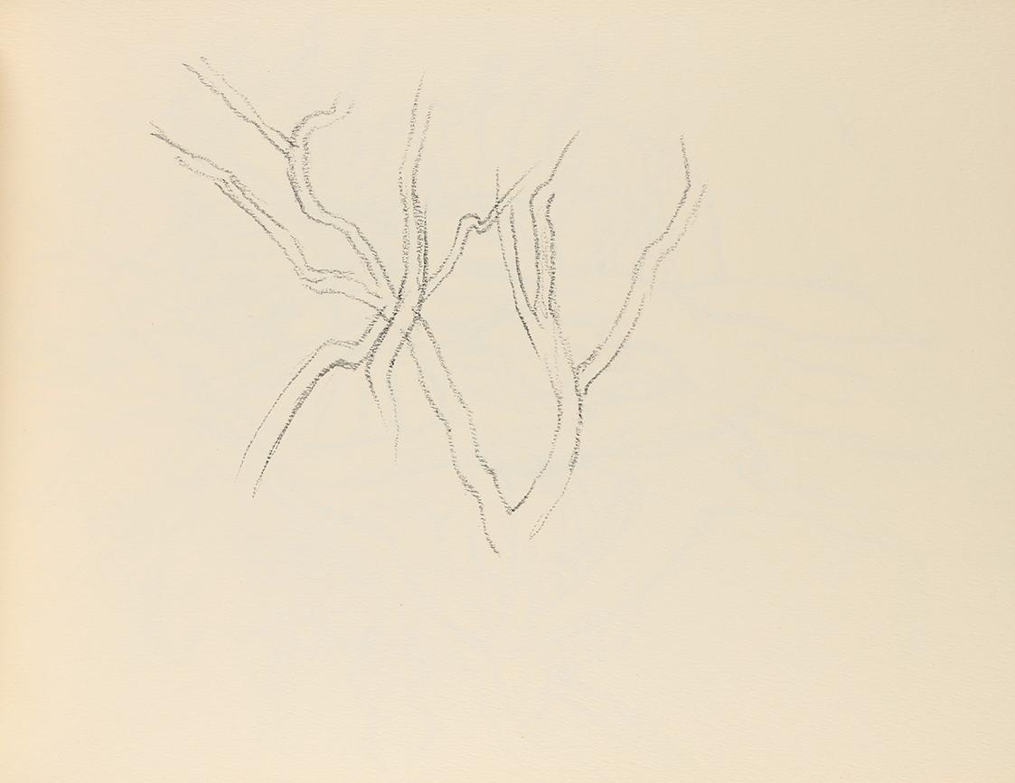 Alfred Wickenburg, Äste, um 1945, Graphit auf Papier, Blattmaße: 21 × 28,5 cm, Privatbesitz