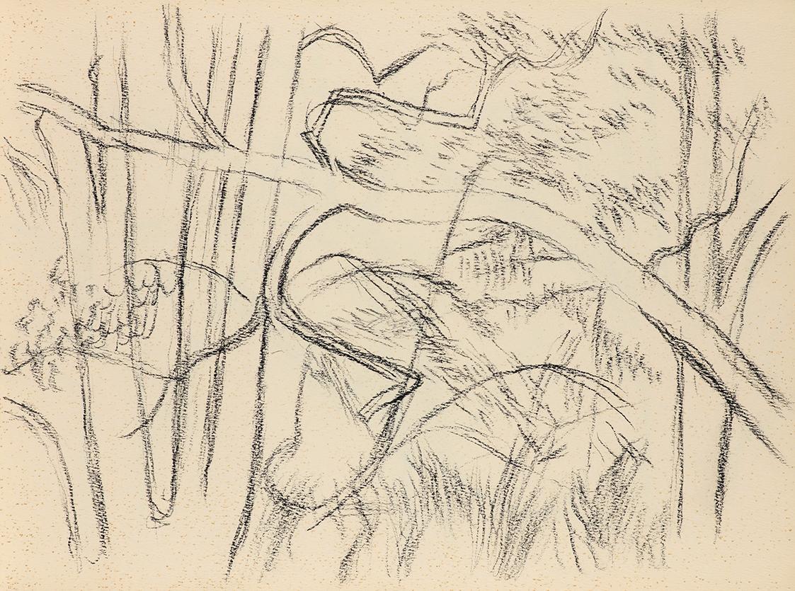 Alfred Wickenburg, Äste, 1950/1955, Kohle auf Papier, Blattmaße: 21 × 28 cm, Privatbesitz