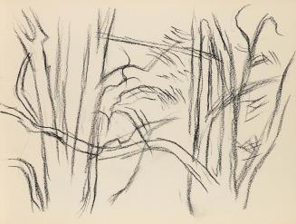 Alfred Wickenburg, Äste, 1950/1955, Kohle auf Papier, Blattmaße: 21 × 28 cm, Privatbesitz