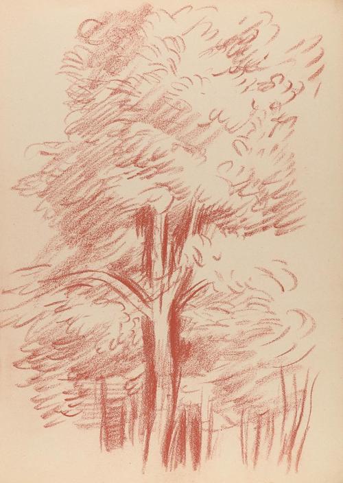 Alfred Wickenburg, Baumstudie, 1943, Rötel auf Papier, Blattmaße: 31,8 × 23 cm, Privatbesitz