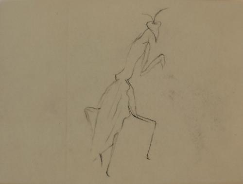 Alfred Wickenburg, Gottesanbeterin, 1952, Kohle auf Transparentpapier, Blattmaße: 14,2 × 19,2 c ...