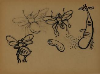 Alfred Wickenburg, Gemüse, Wurm und Fliegen, 1952, Tusche und Kohle auf Transparentpapier, Blat ...